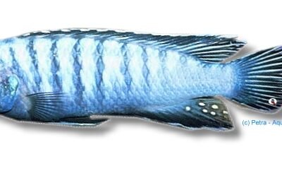 Slender Pseudotropheus Cobalt (Pseudotropheus elongatus cobalt) 4–5 cm