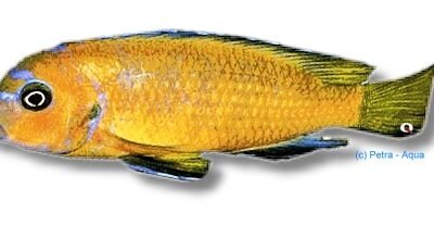Pseudotropheus elongatus yellow 4–5 cm