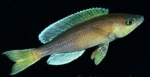 leptosoma chipimbi (4 - 5 cm)