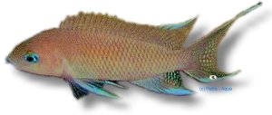 Lamprologus crassus 3,5–4 cm