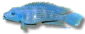 congoensis (4,5 - 5 cm)
