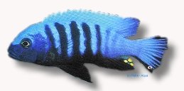 kingsizei blue gold (2 - 3 cm)