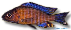 Ethelwihae Peacock Cichlid (Aulonocara ethelwihae) 6–7 cm