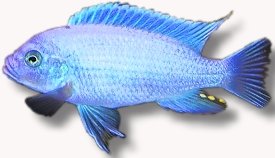 zebra red + blue (2 - 3 cm)