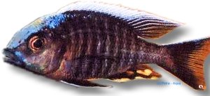 candensis (5 - 6 cm)