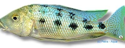rostratus (6 - 7 cm)