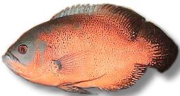 ocellatus red oscar (16 - 20 cm)