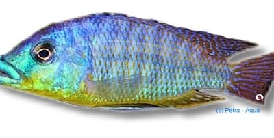 Protomelas ornatus 7–9 cm