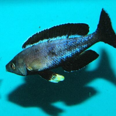 leptosoma moba (5 - 6 cm)