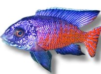 ngara (6 - 7 cm)