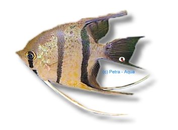 leopodli f1 (2 - 3 cm)