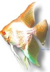 gold albino (5 - 5,5 cm)