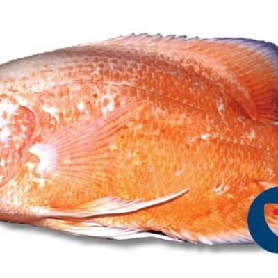 ocellatus albino red (7 - 9 cm)