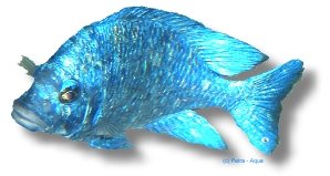Placidochromis phenochilus 6–7 cm