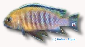 gracilior (6 - 7 cm)