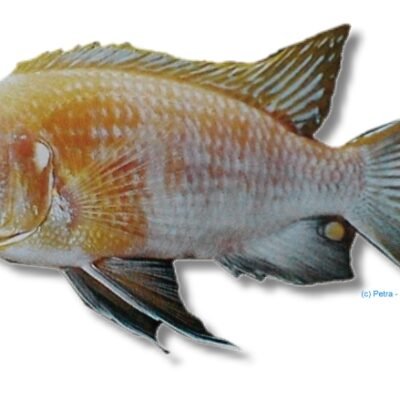 tropheops albin (5 - 6 cm)
