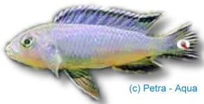 zebroides (4 - 5 cm)