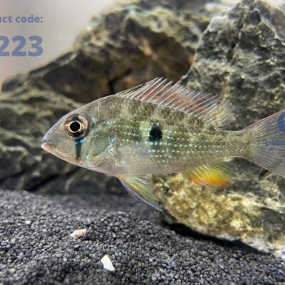 heckeli (3 - 4 cm)
