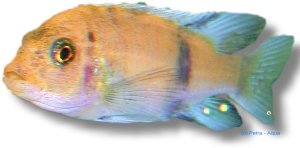 zebra red ob (4 - 5 cm)