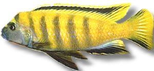 flavus (4 - 5 cm)