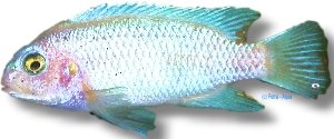 calanois "pearl white" (6 - 7 cm)