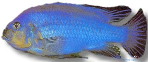 wiliamsi (4 - 5 cm)