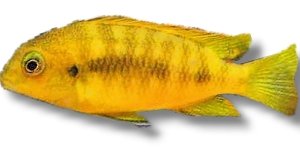 tropheops chilum. oran. (6 - 7 cm)