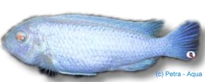 socolofi albin (4 - 5 cm)