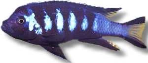 Pseudotropheus elongatus chewere 4–5 cm