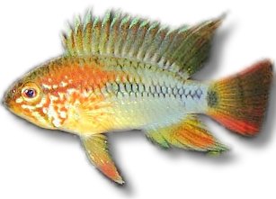 sp. viejeta II (3 - 4 cm)