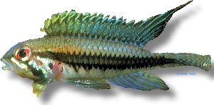 Diplotaenia Dwarf Cichlid (Apistogramma diplotaenia) 3–4 cm