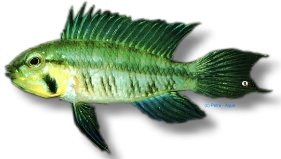 gibbiceps (3 - 4 cm)