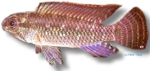 meinkenni (3 - 4 cm)
