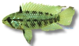 Reticulosa Dwarf Cichlid red mask (Apistogramma resticulosa red mask) 3–4 cm