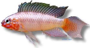 uaupesi urubaxi red (3 - 4 cm)