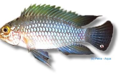 sp. carapintada (3 - 4 cm)
