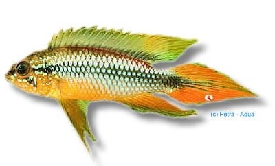 Agassiz' Dwarf Cichlid gold red (Apistogramma agassizi gold red) 3–4 cm