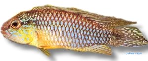 Agassiz' Dwarf Cichlid Santerem (Apistogramma agassizi santarem) 3–4 cm