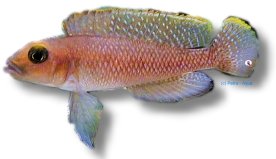 ornatipinis (3,5 - 4 cm)