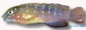 Spathodus ehrytrodon 3,5–4,5 cm