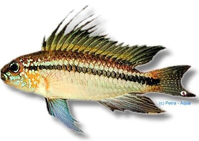 Banded Dwarf Cichlid orange (Apistogramma bitaeniata orange) 3–3,5 cm