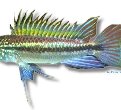 Banded Dwarf Cichlid Peru blue (Apistogramma bitaeniata peru blue) 3–4 cm