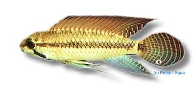 Pertensis Dwarf Cichlid yellow (Apistogramma sp. pertensis yellow) 3–4 cm
