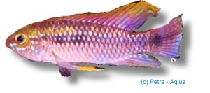 petra-N363 petra-N363