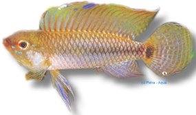 For Stripes Dwarf Cichlid (Apistogramma sp. four stripes) 3–4 cm