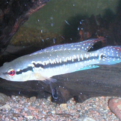 Menezesi|s Pike Cichlid (Crenicichla menezesi) >7 cm
