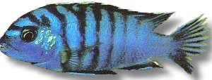 lundu blue (4 - 5 cm)