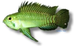 Staecki Dwarf Cichlid orange face (Apistogramma staecki) XL