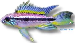 Agassiz´s Rio Madeira dwarf cichlid (Apistogramma agas.rio madeira) L