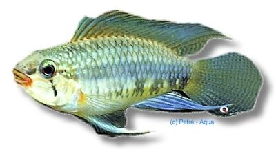 iniridae atabapo f1 (3 - 4 cm)